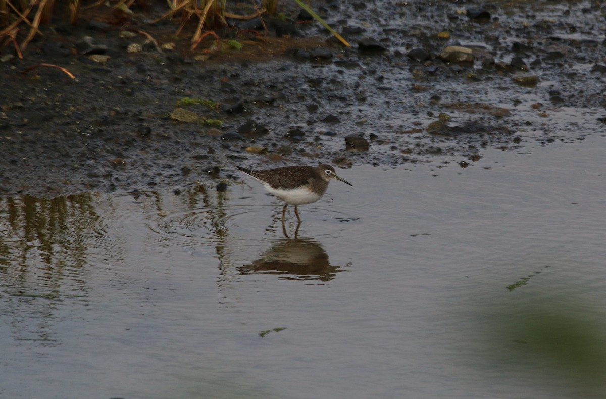 Solitary Sandpiper - Richard MacIntosh