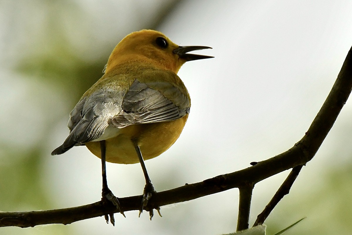 Prothonotary Warbler - ML347097581