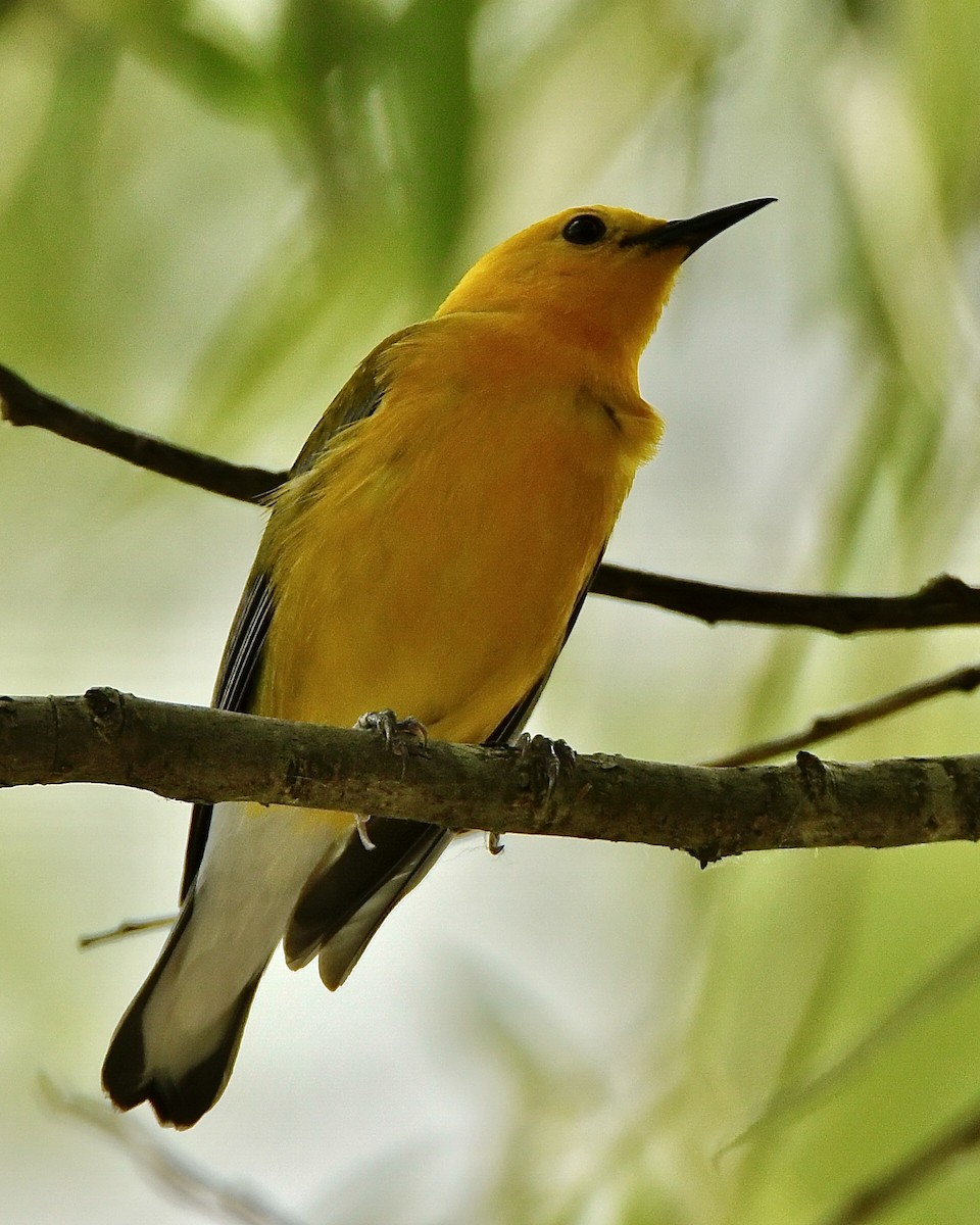 Prothonotary Warbler - ML347097591