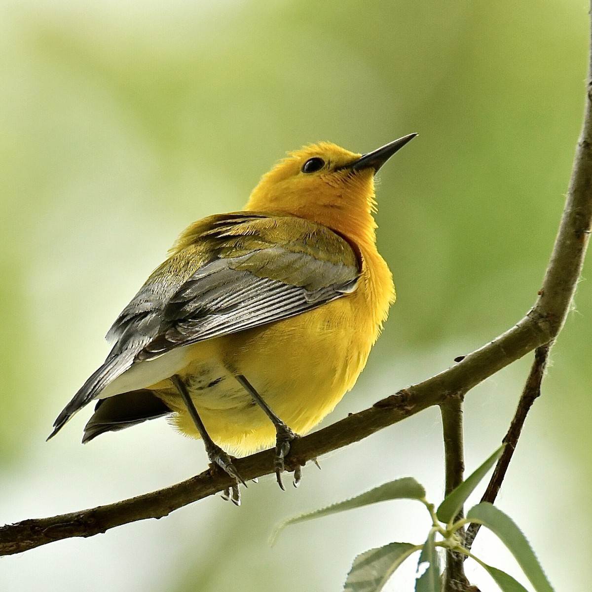 Prothonotary Warbler - ML347097601