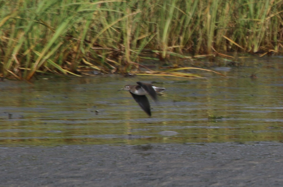 Solitary Sandpiper - Richard MacIntosh