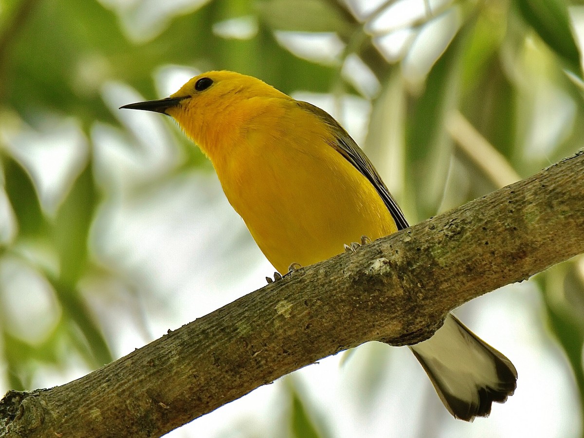 Prothonotary Warbler - ML347097621