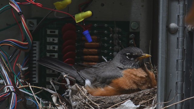 American Robin - ML347098961