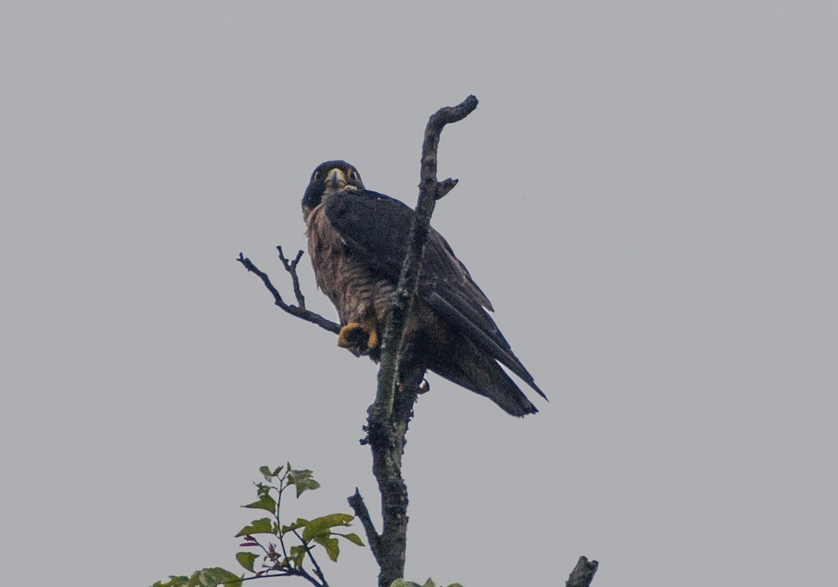 Peregrine Falcon - ML347100631