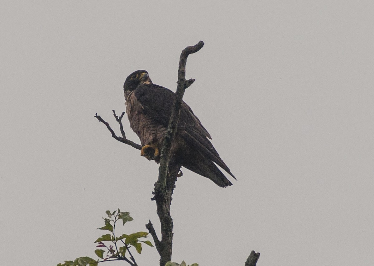 Peregrine Falcon - ML347100651