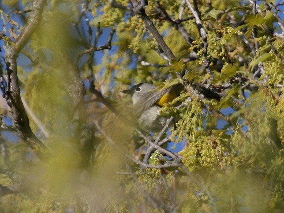 Virginia's Warbler - ML34710161