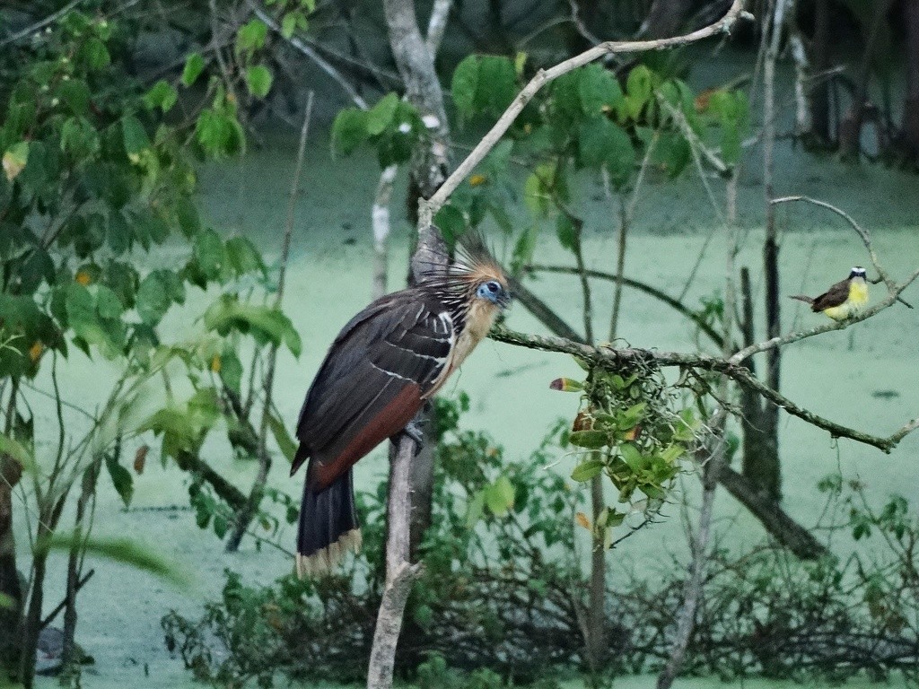 Hoatzin - ML34710171