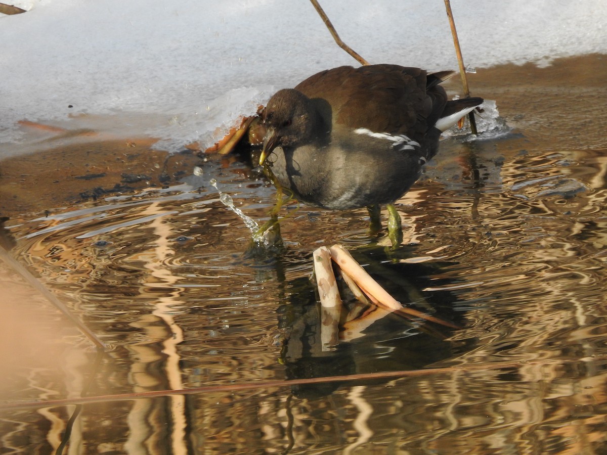 Eurasian Moorhen - ML347101771