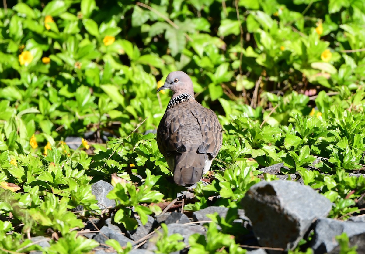 Spotted Dove - Andy Gee