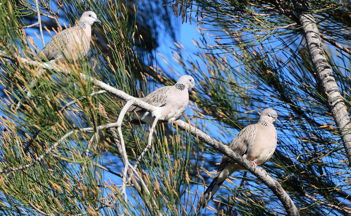 Spotted Dove - Andy Gee