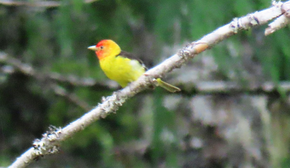 Western Tanager - ML347102671