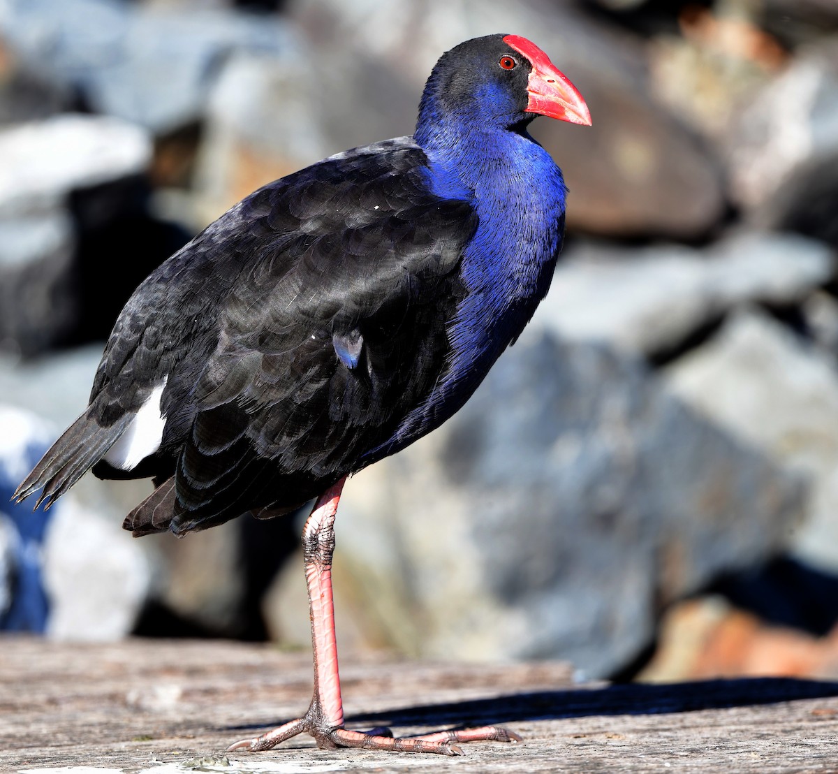 Australasian Swamphen - Andy Gee