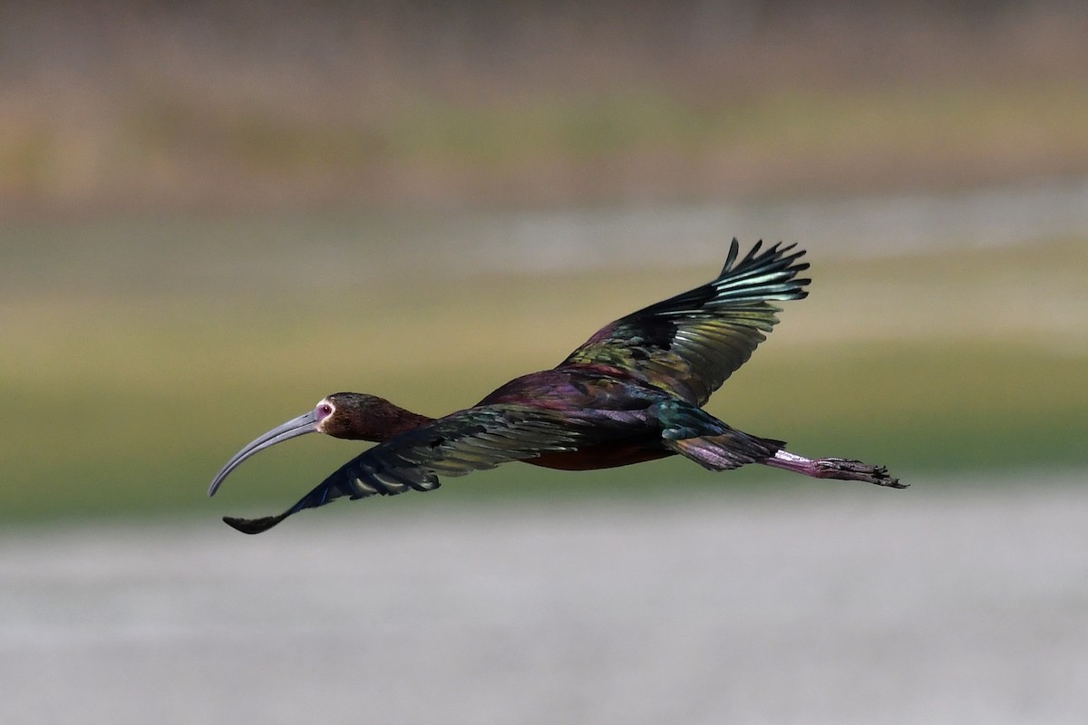 ibis americký - ML347103051