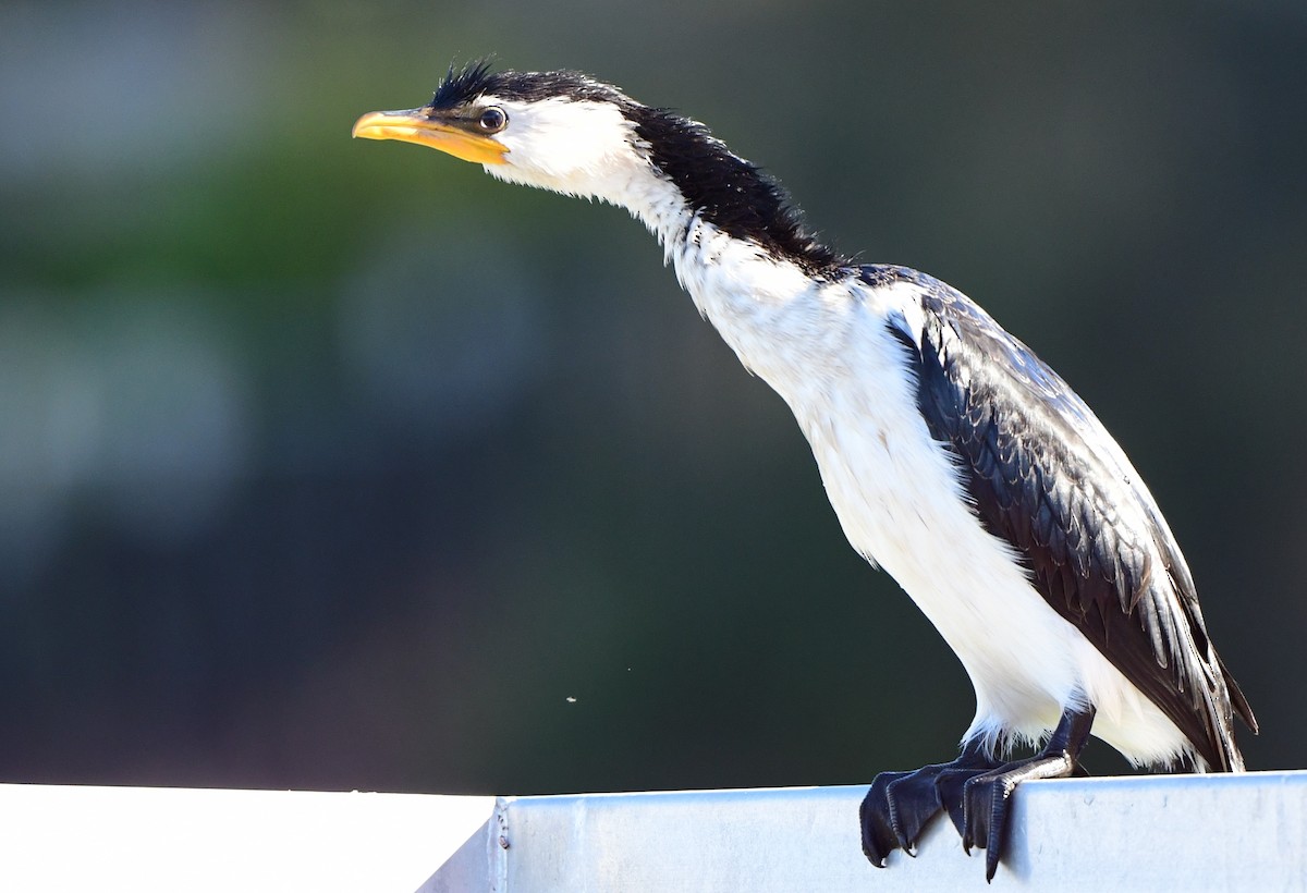 Little Pied Cormorant - Andy Gee