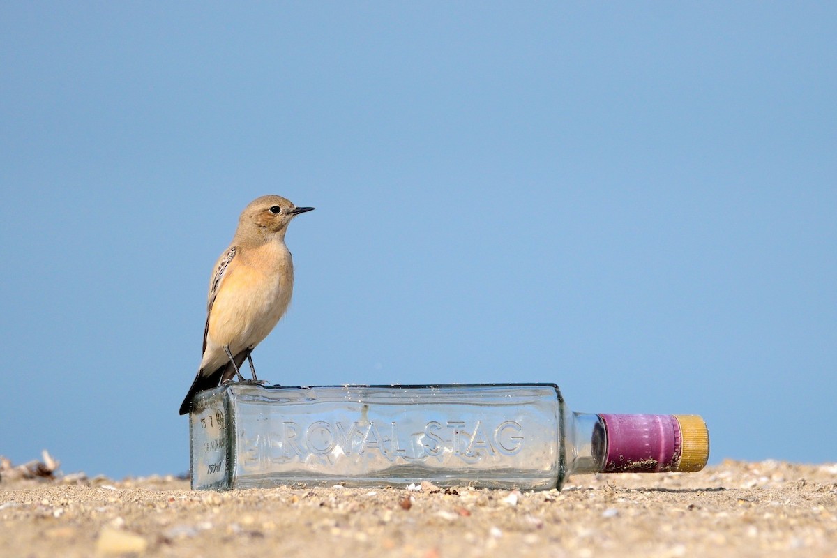 Desert Wheatear - ML347103341