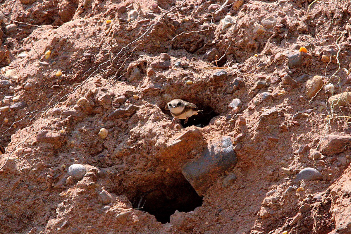 břehule říční - ML34710411