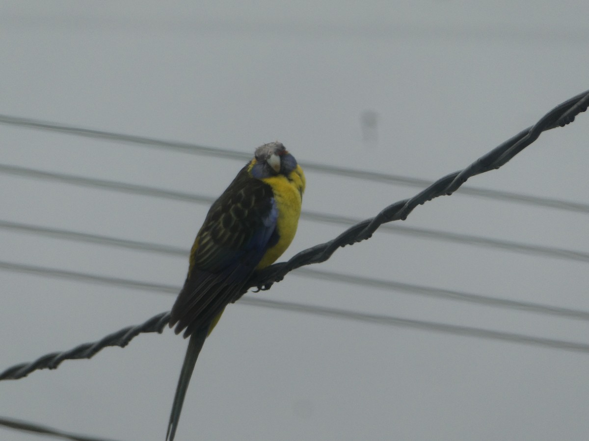 Green Rosella - ML347104231