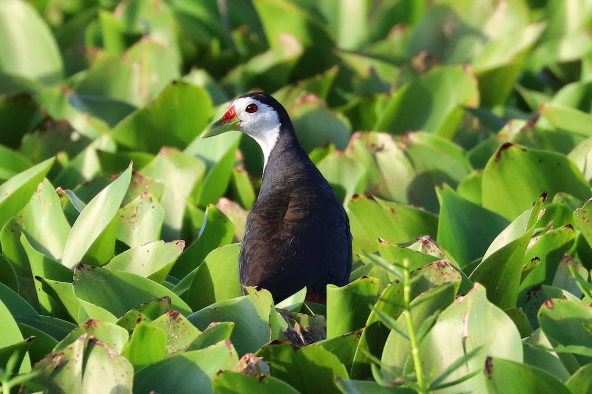 White-breasted Waterhen - ML347106061