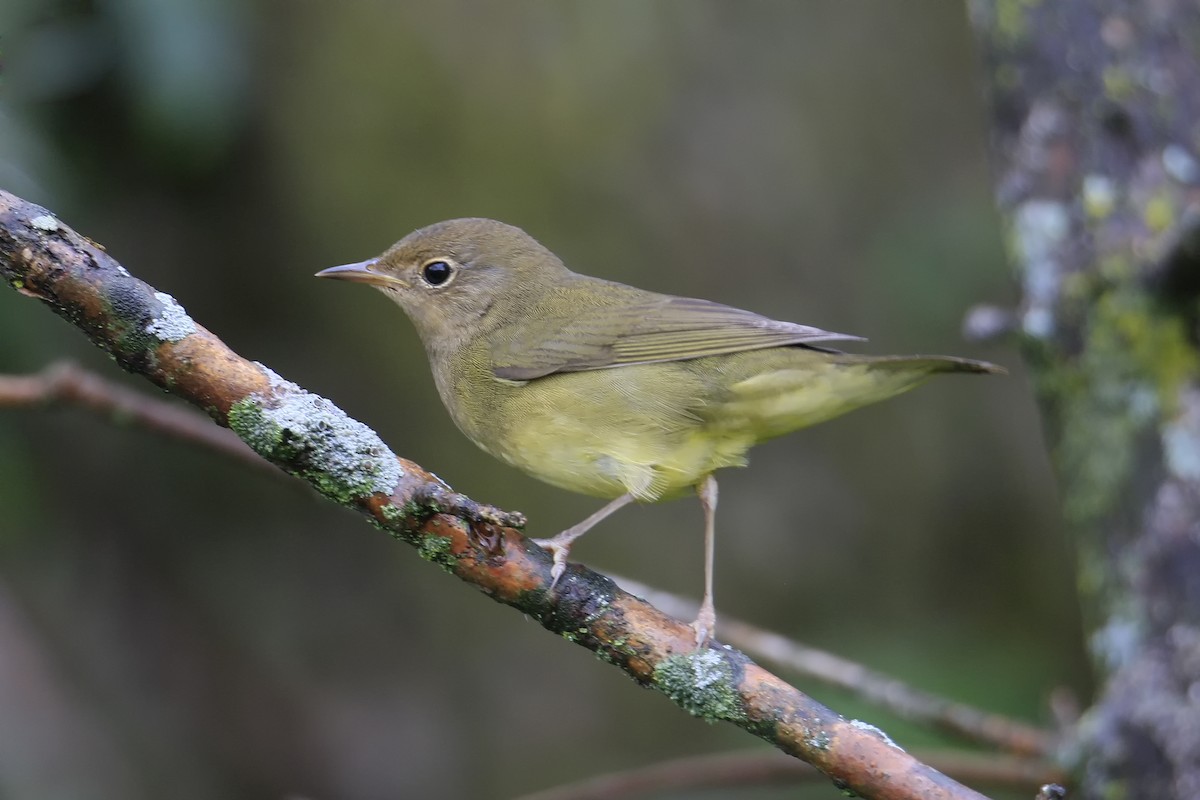 Connecticut Warbler - ML34710901