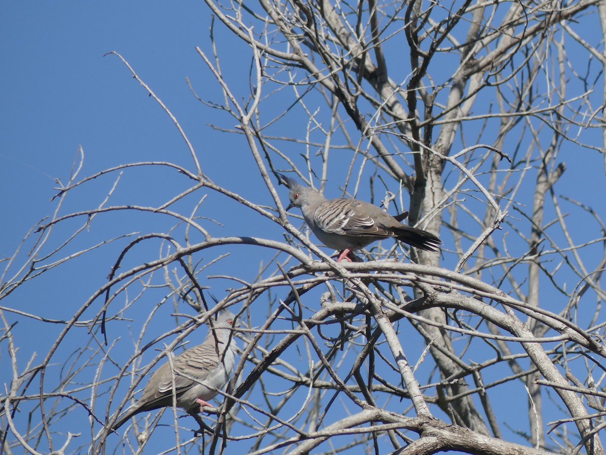 Crested Pigeon - ML347109711