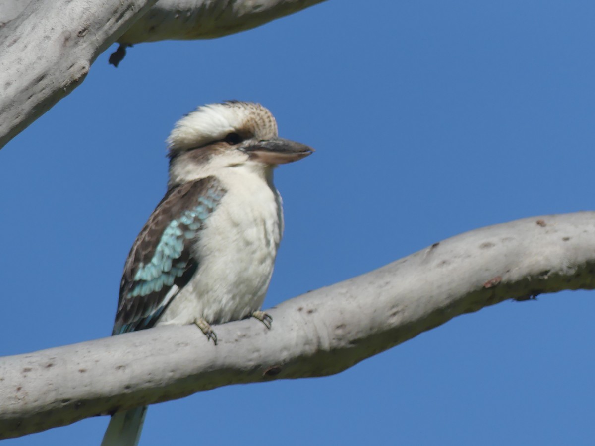 Laughing Kookaburra - Andrew Sides