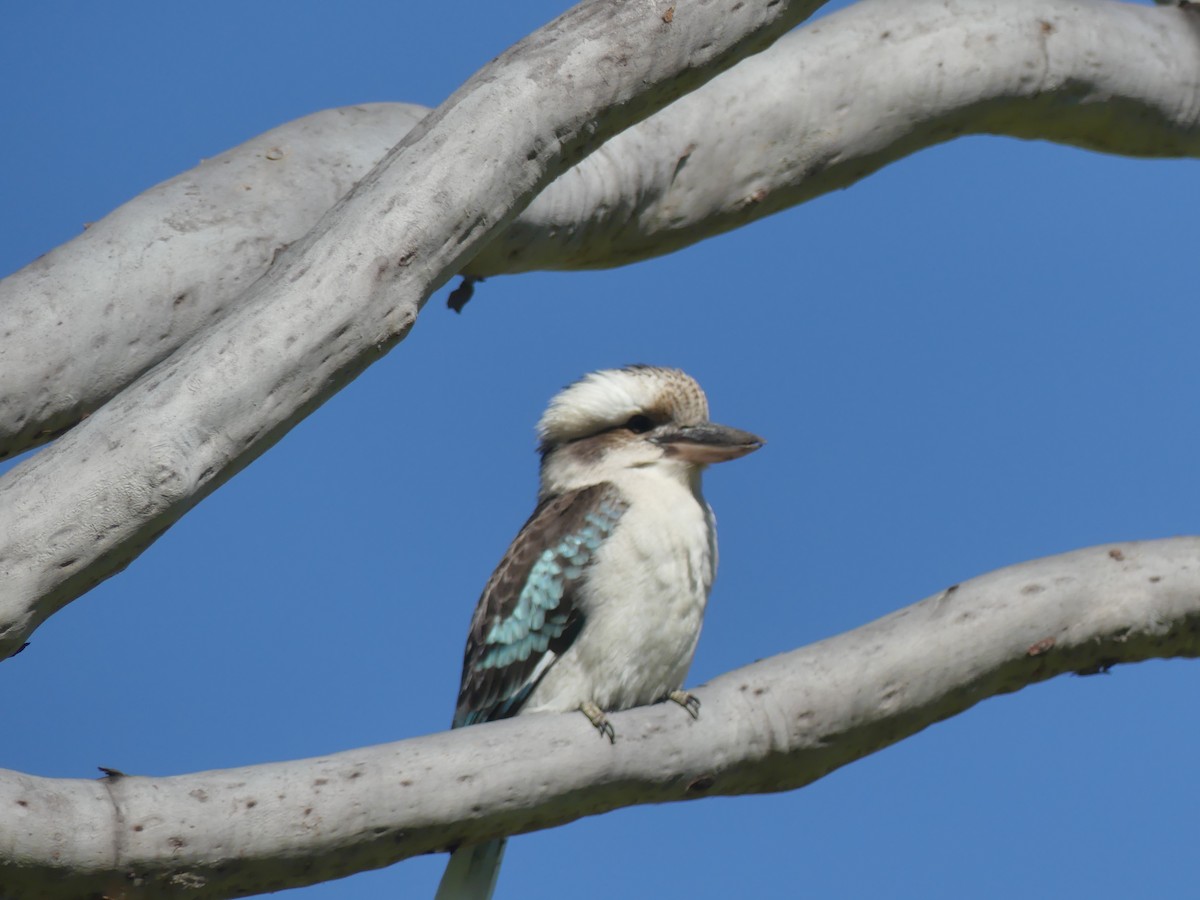 Laughing Kookaburra - Andrew Sides