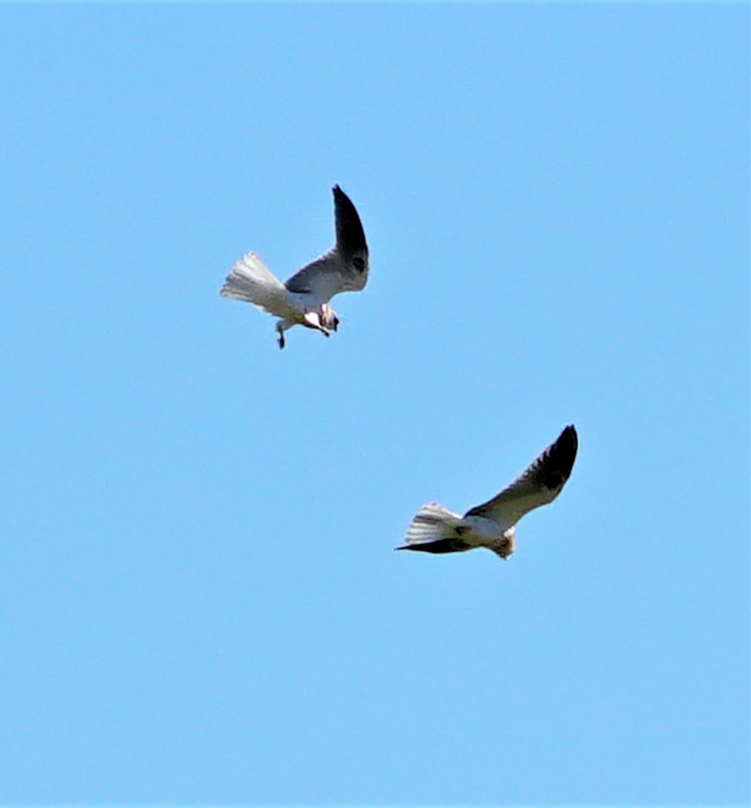 White-tailed Kite - ML347111061
