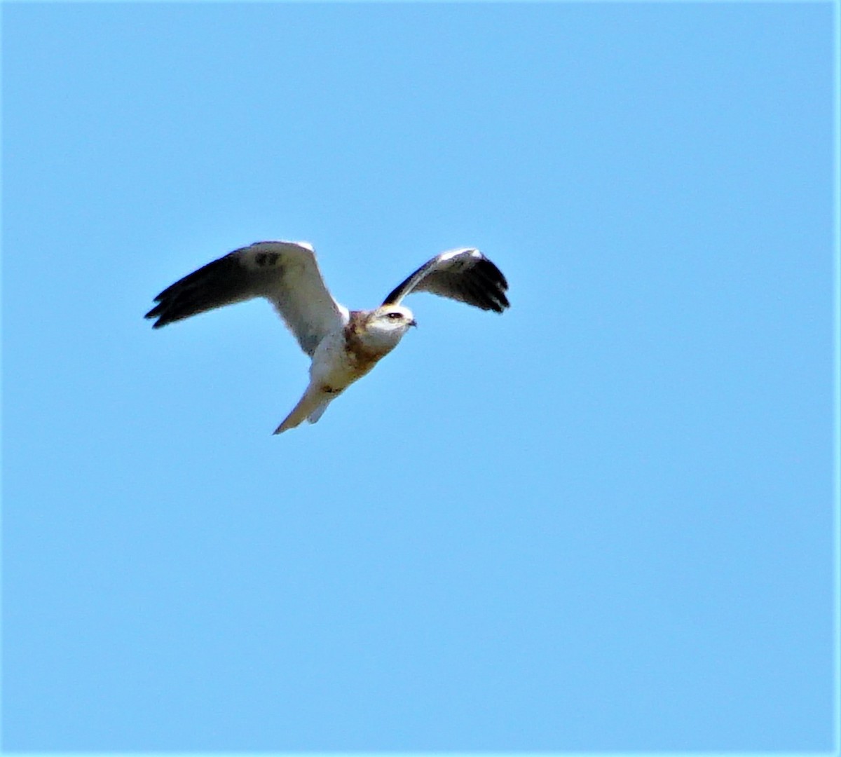 White-tailed Kite - ML347111071
