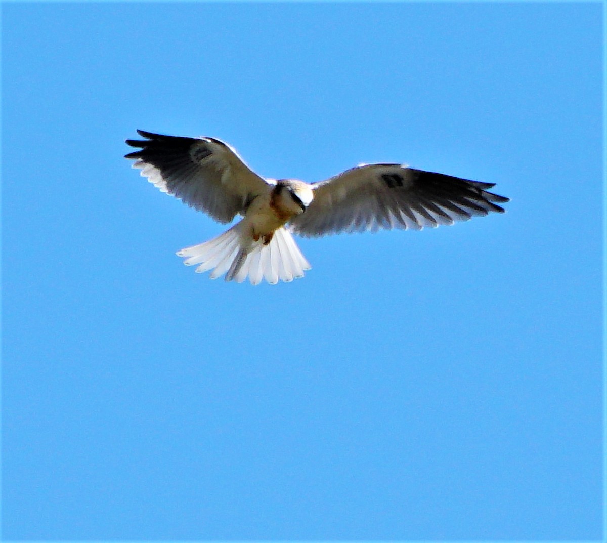 White-tailed Kite - ML347111081