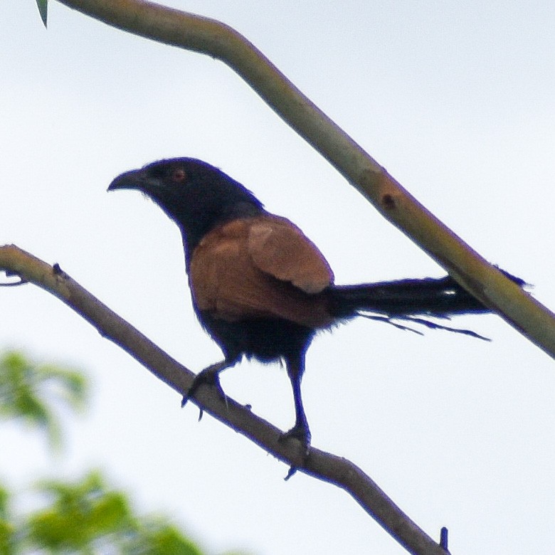 Greater Coucal - ML347111141