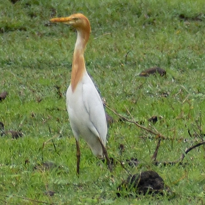 Eastern Cattle Egret - ML347111151