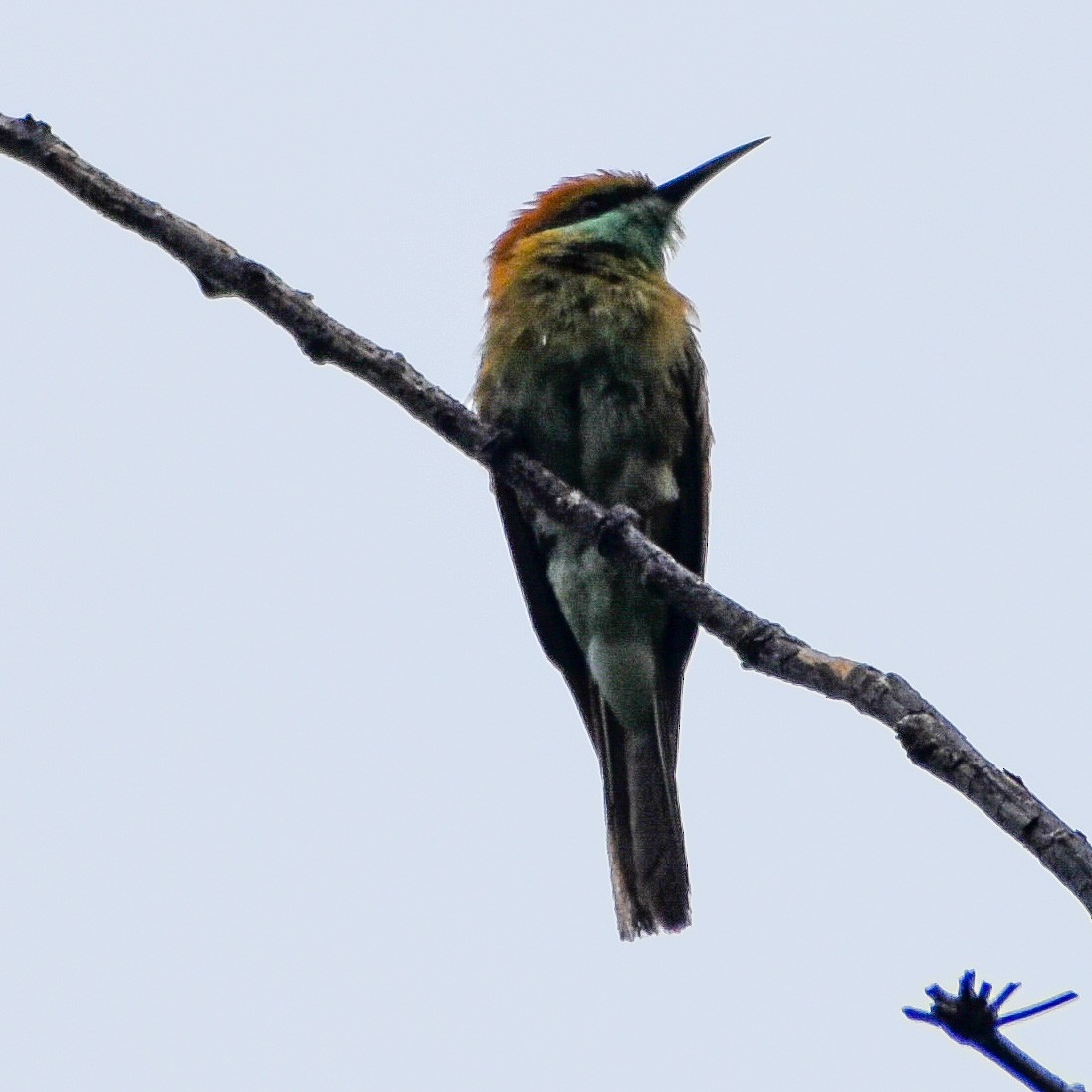 Asian Green Bee-eater - ML347111171
