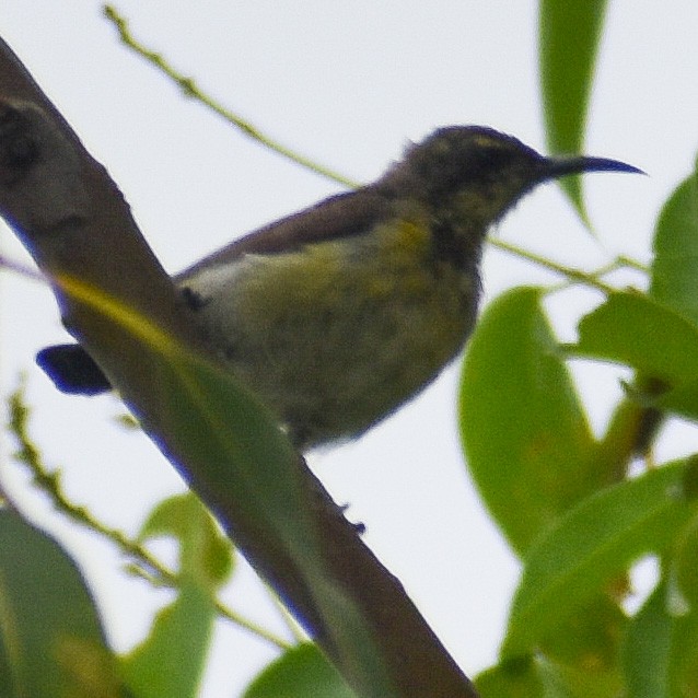 Purple Sunbird - ML347111281