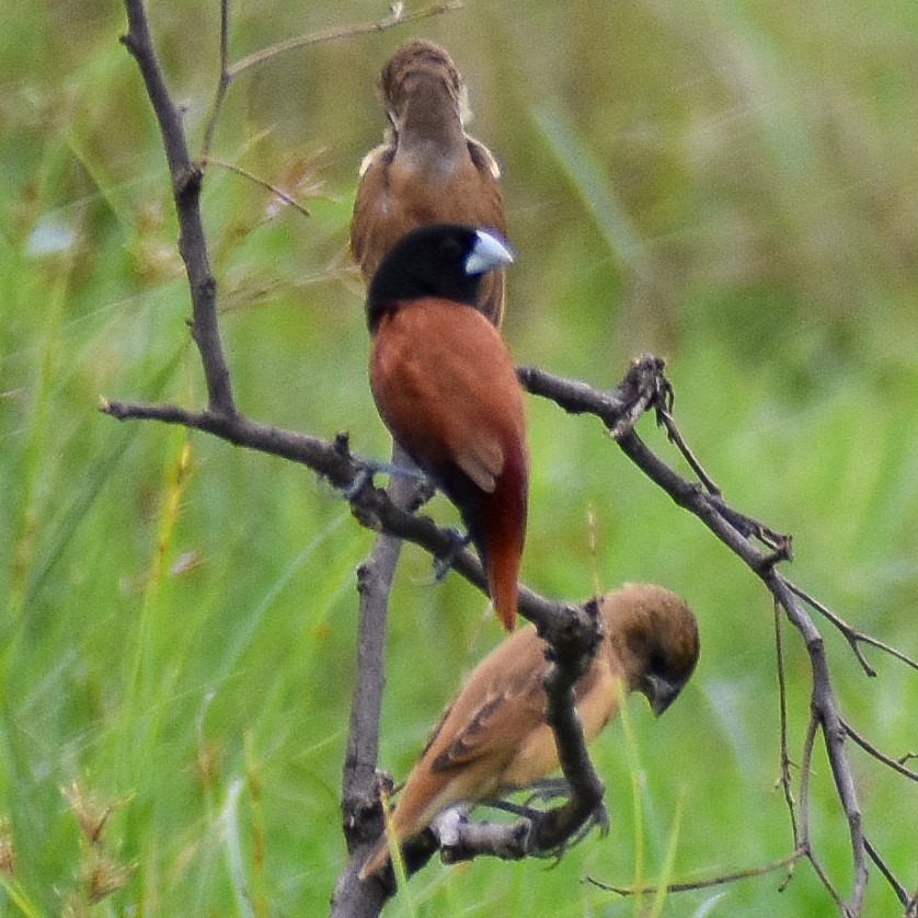 Chestnut Munia - ML347111301