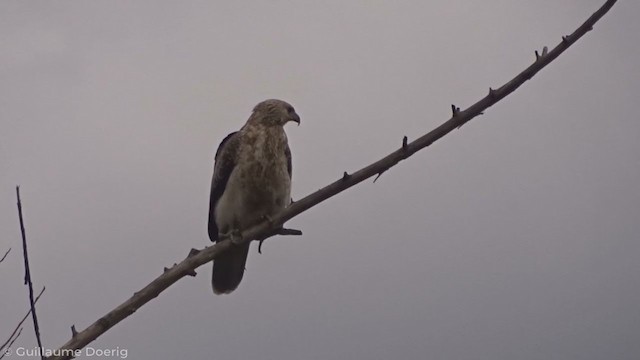 Whistling Kite - ML347111341