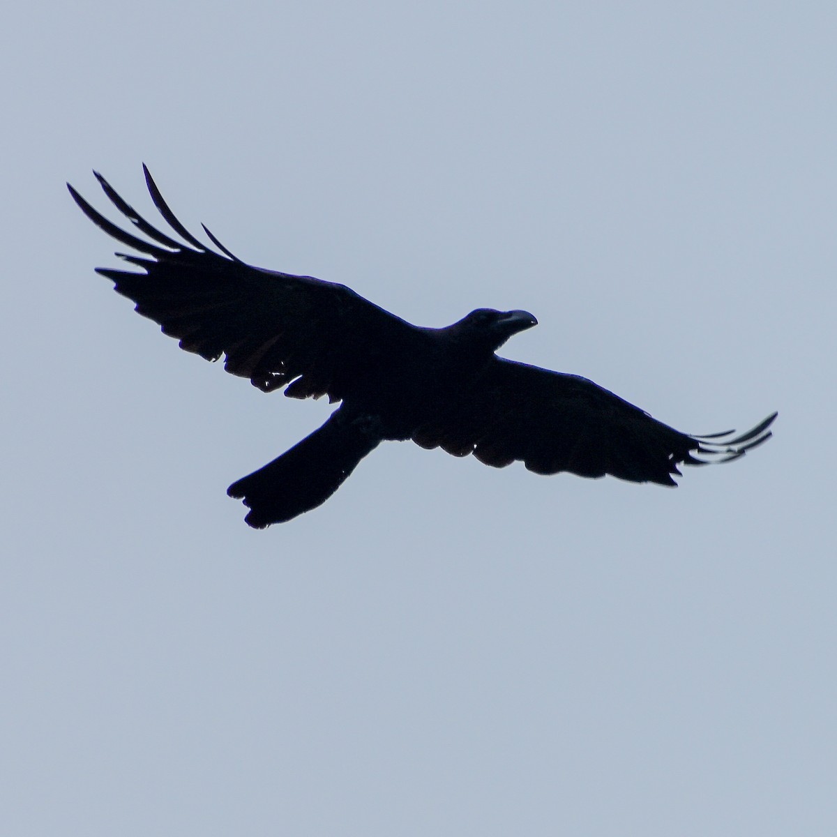 Large-billed Crow - ML347111381