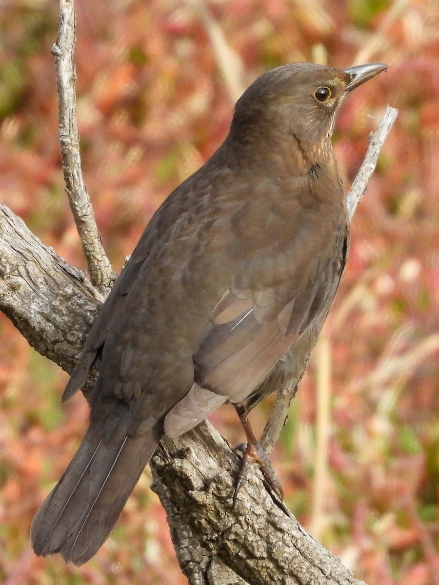 Eurasian Blackbird - ML347112841