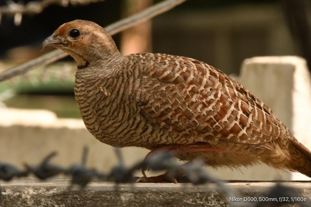 Gray Francolin - ML347113091