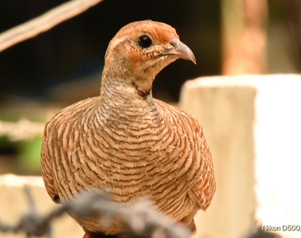 Gray Francolin - ML347113101