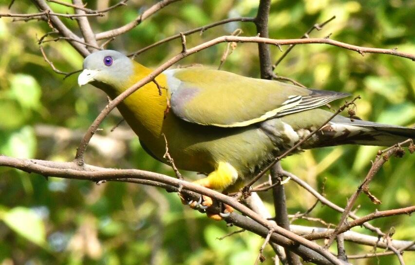 Yellow-footed Green-Pigeon - GURBAKSH SANDHU