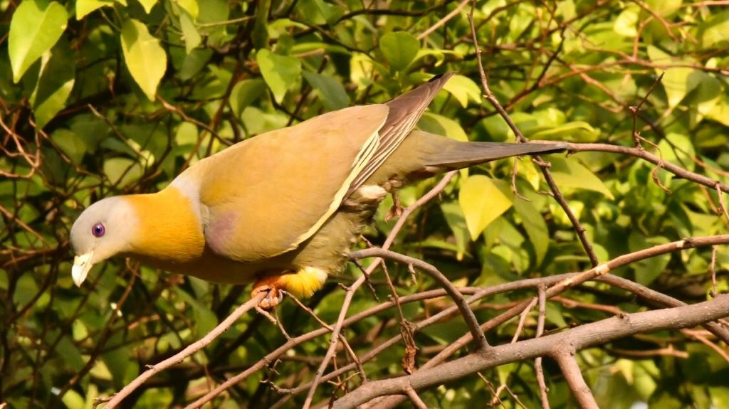 Yellow-footed Green-Pigeon - GURBAKSH SANDHU