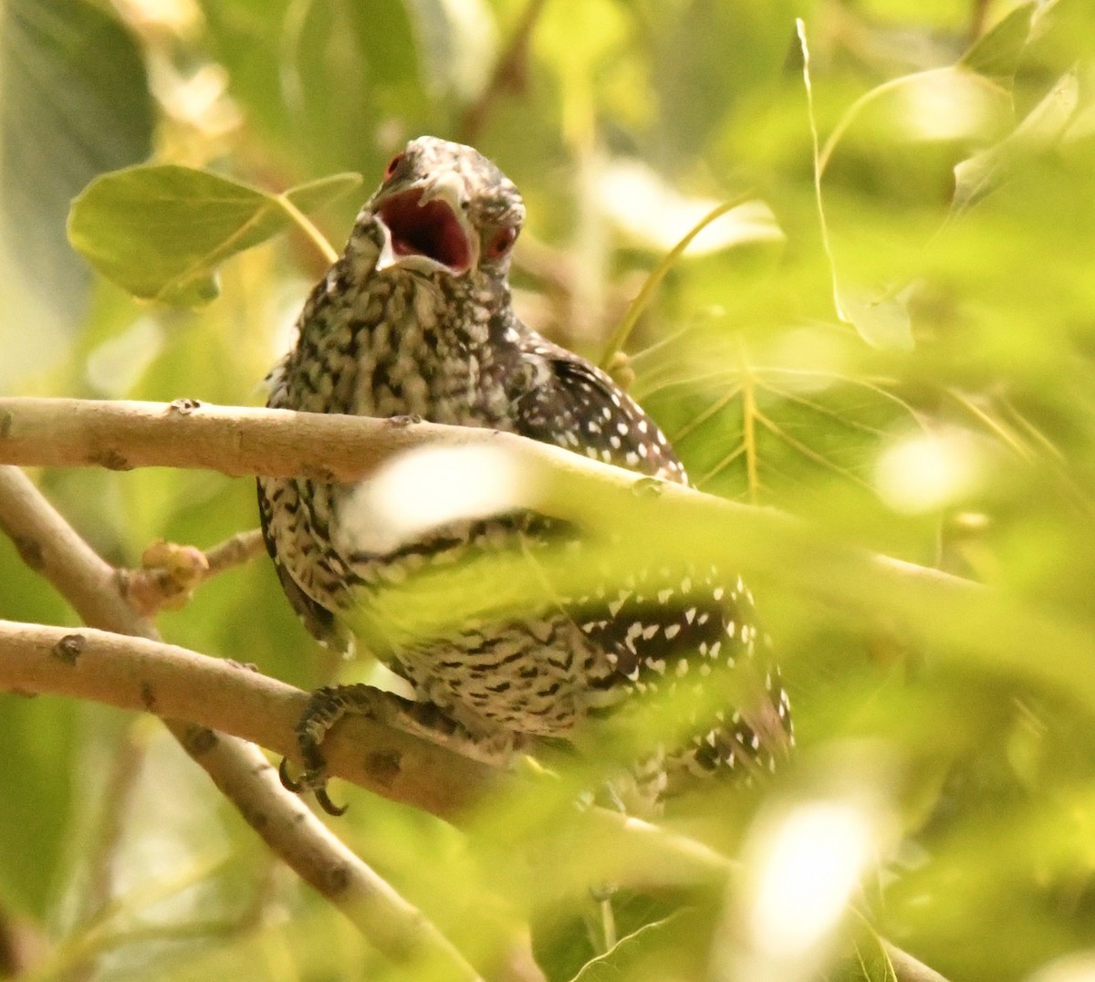 Asian Koel - ML347113191