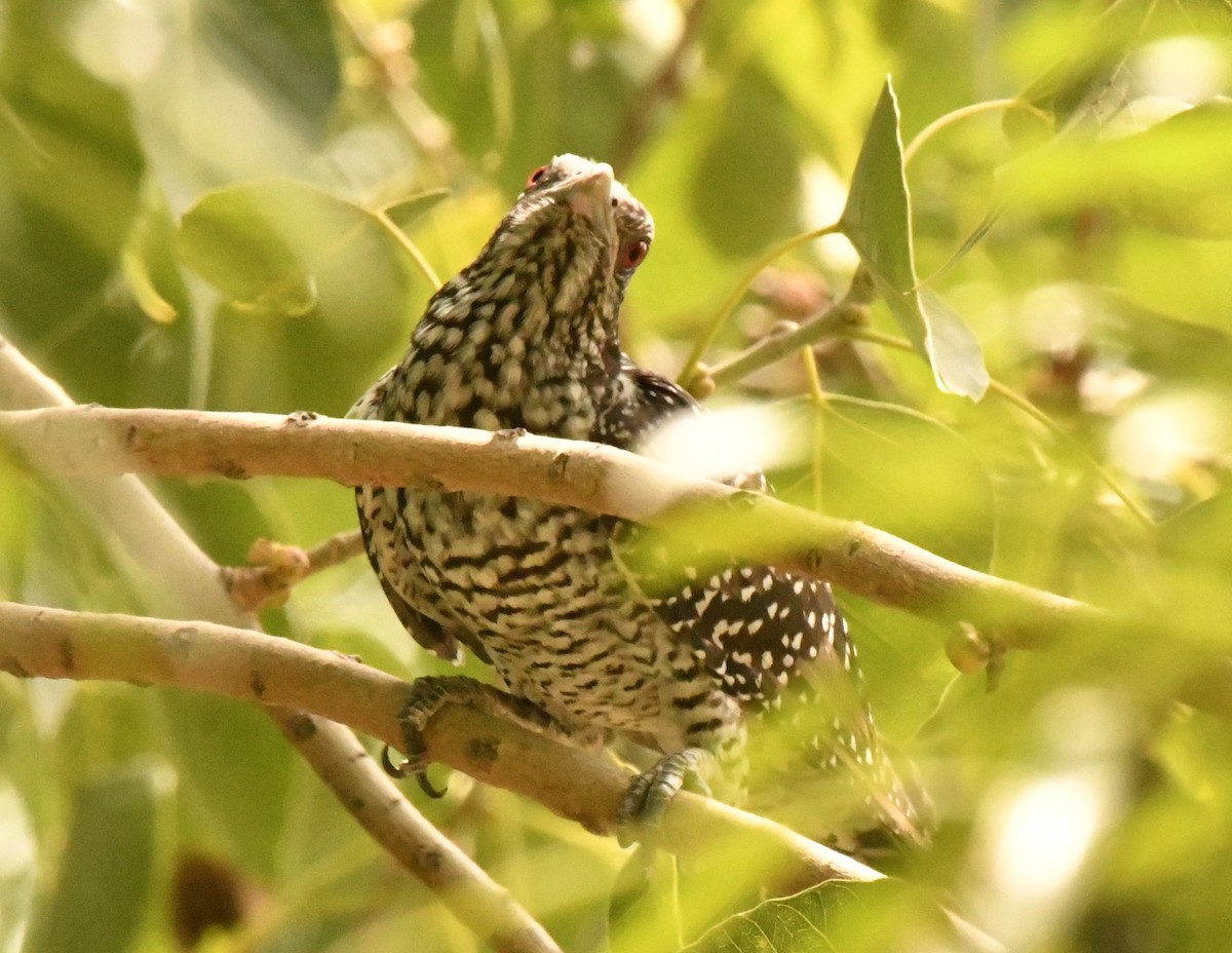 Asian Koel - ML347113201