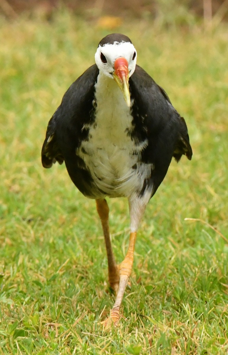 White-breasted Waterhen - ML347113241