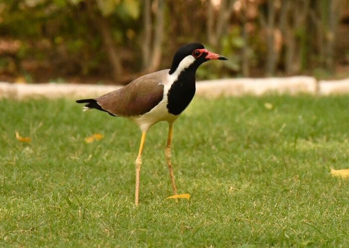 Red-wattled Lapwing - ML347113321