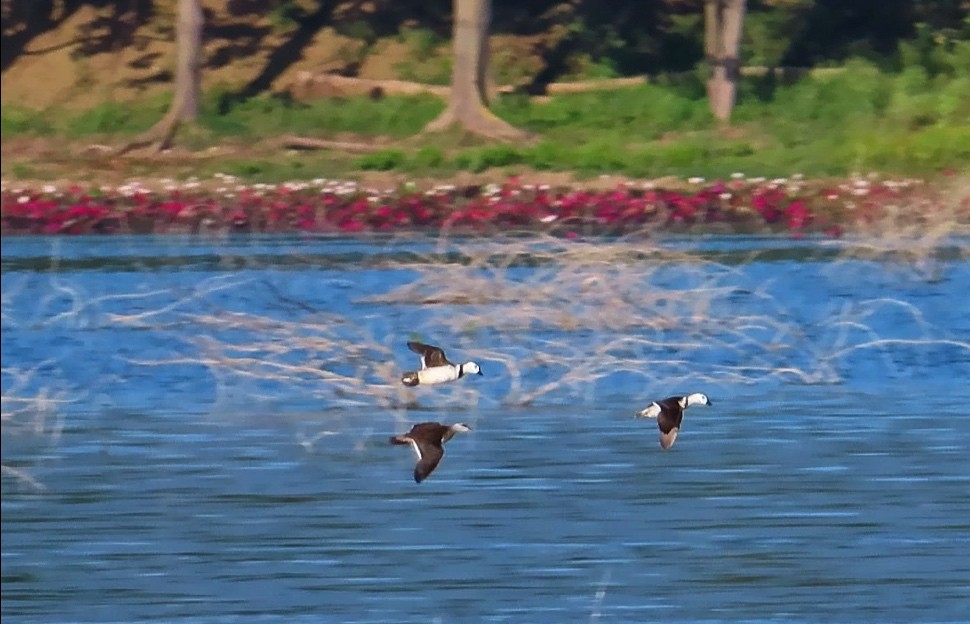 Cotton Pygmy-Goose - karthick hari