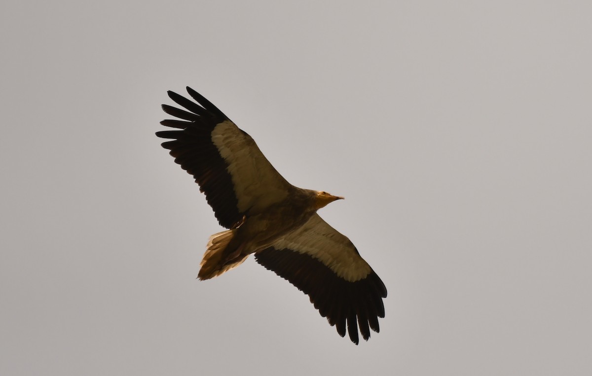 Egyptian Vulture - ML347113351
