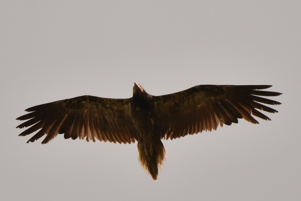 Egyptian Vulture - GURBAKSH SANDHU