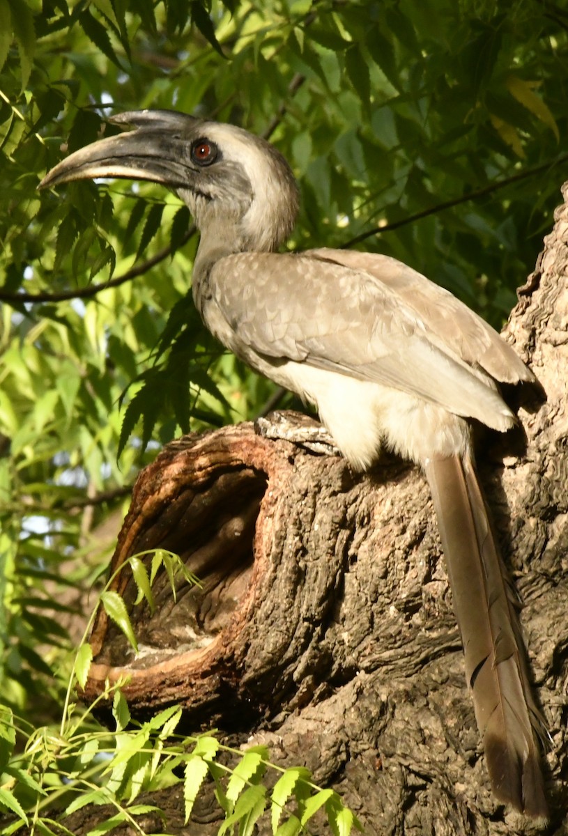 Indian Gray Hornbill - ML347113381