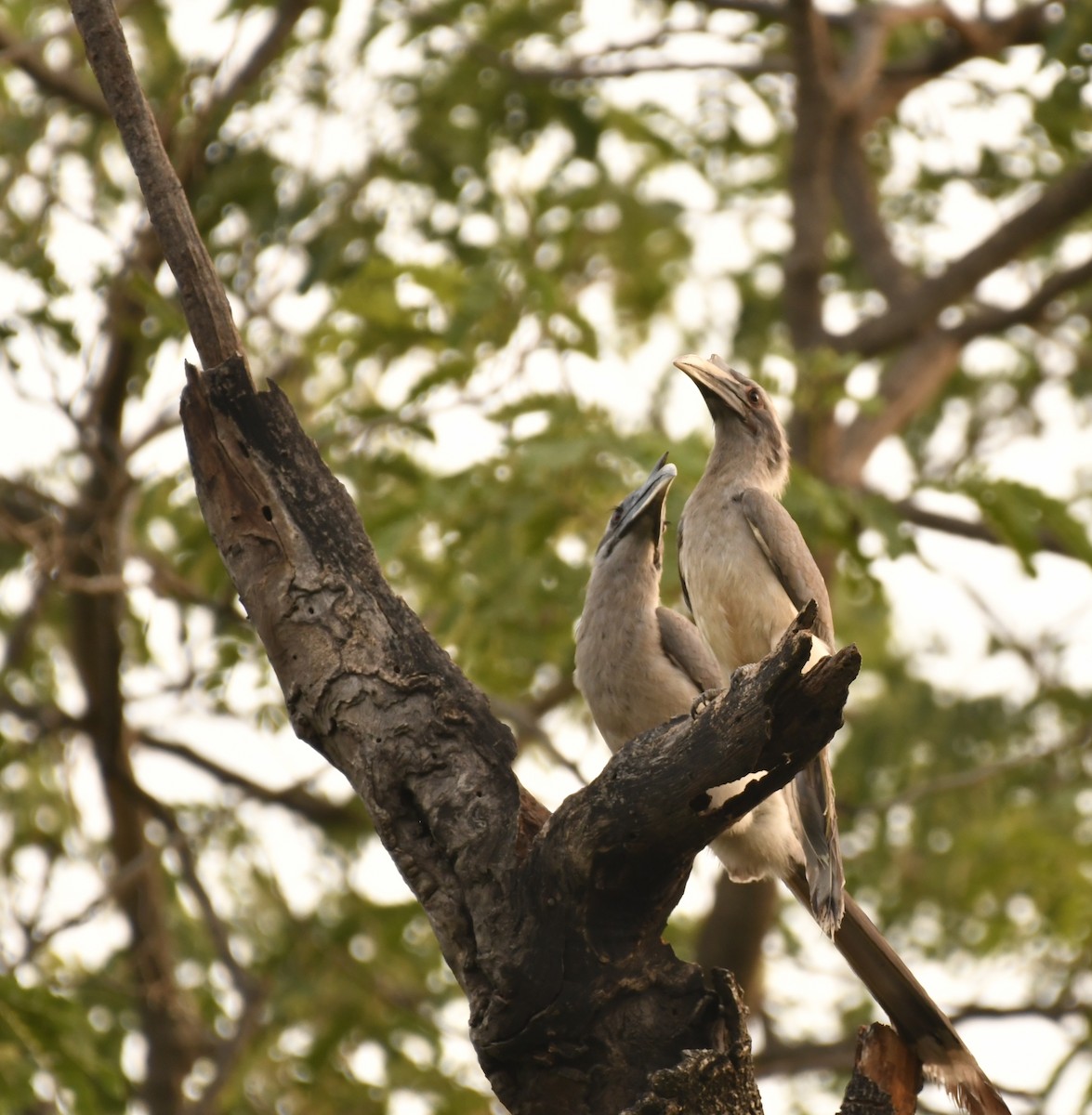 Indian Gray Hornbill - ML347113391